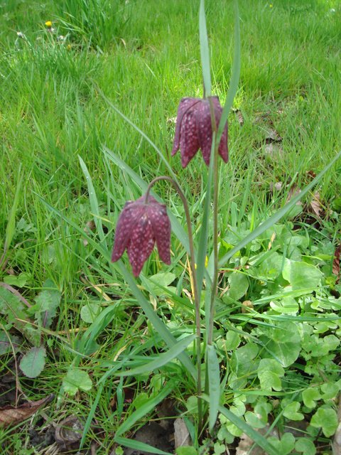 Fritillaria meleagris